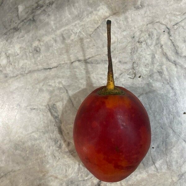 Solanum betaceum Fruit