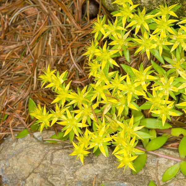 Sedum sarmentosum Hábito