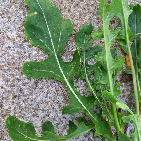 Diplotaxis erucoides Leaf