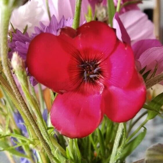 Linum grandiflorum Kukka