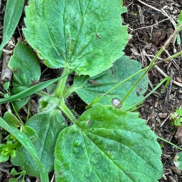 Ranunculus bullatus Blad