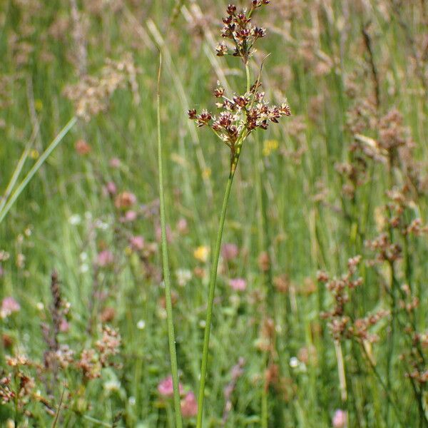 Juncus acutiflorus Other