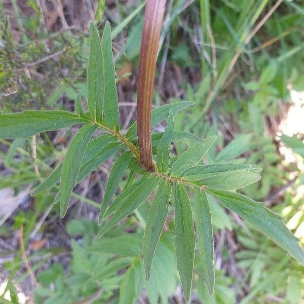 Valeriana tuberosa Leaf