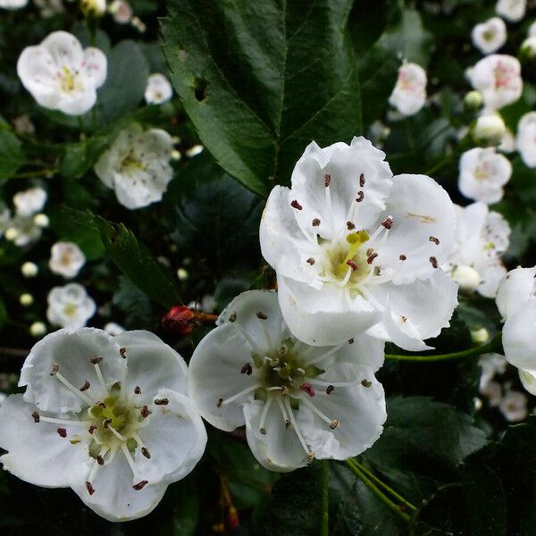 Crataegus × media Blüte