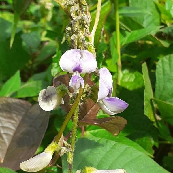 Pueraria phaseoloides Flower