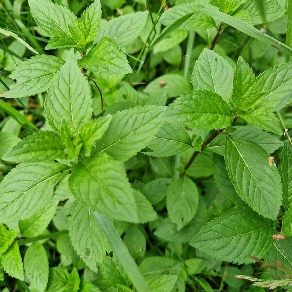 Mentha arvensis Plante entière