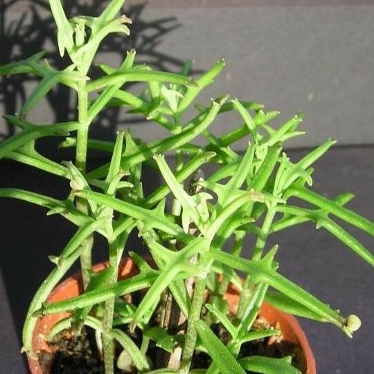 Kalanchoe beauverdii عادت داشتن