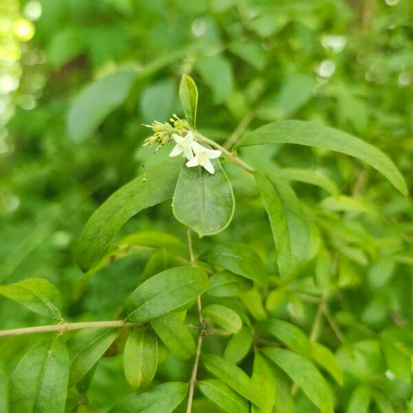 Ligustrum obtusifolium Õis