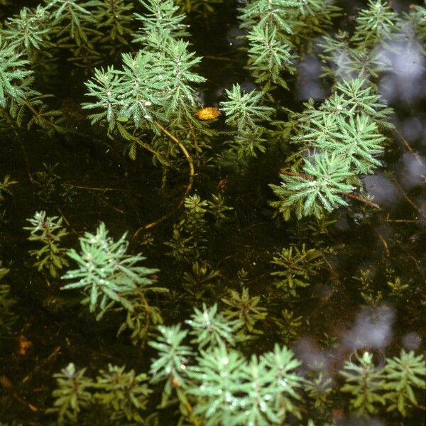 Myriophyllum aquaticum Plante entière