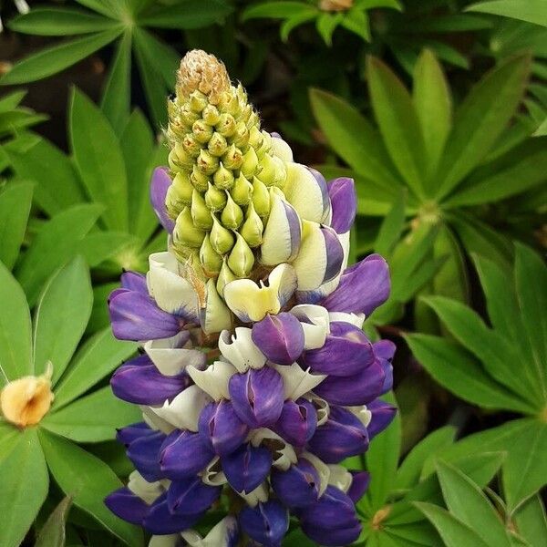 Lupinus polyphyllus Flower