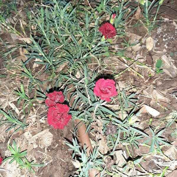 Dianthus caryophyllus Habitat