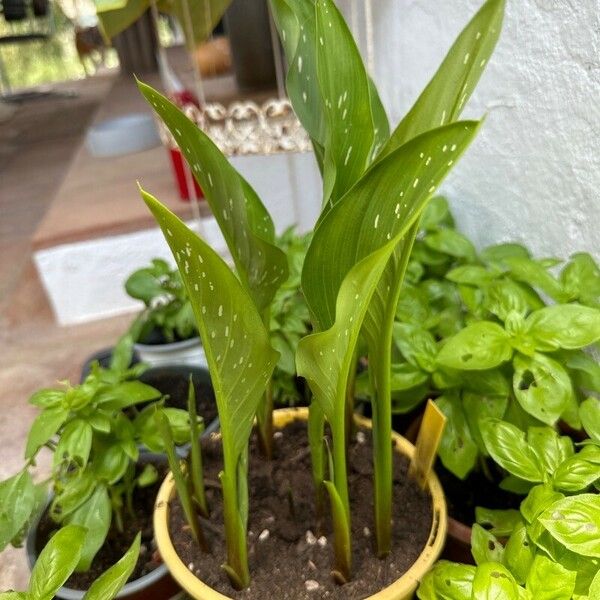 Zantedeschia albomaculata Blad