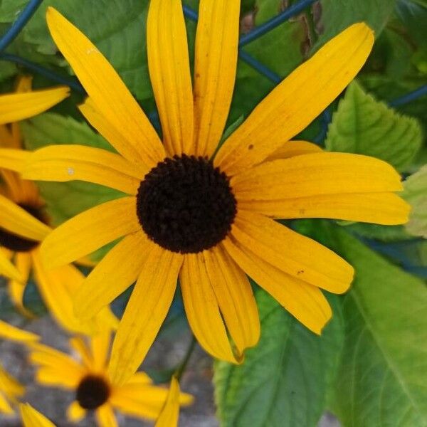 Rudbeckia fulgida Цвят