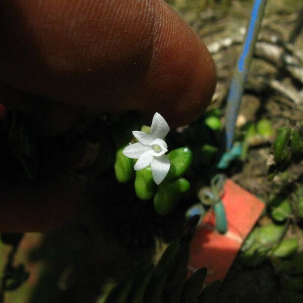 Angraecum distichum Blomma