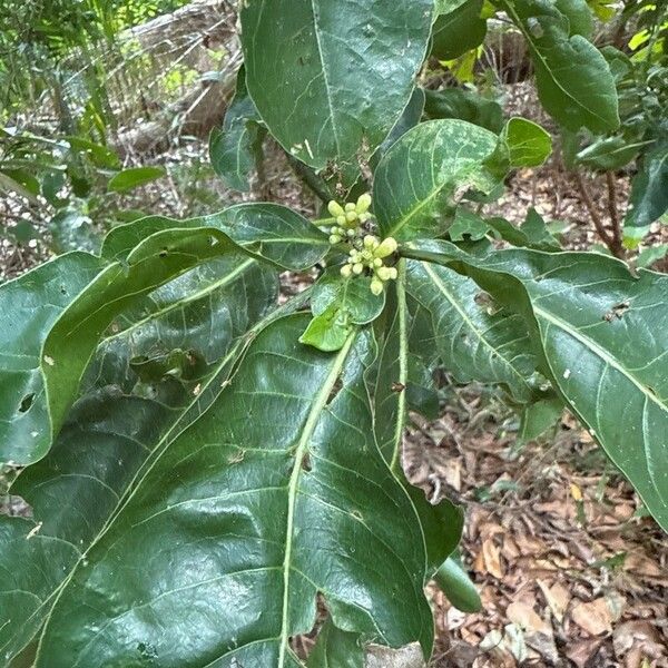 Psychotria capensis Folha