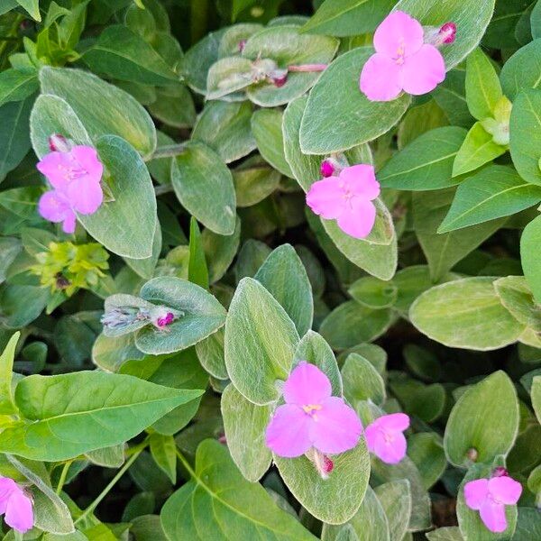 Tradescantia sillamontana Flower