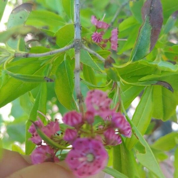 Kalmia angustifolia Blomst