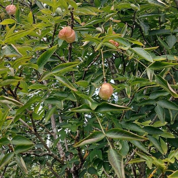 Staphylea pinnata Фрукт