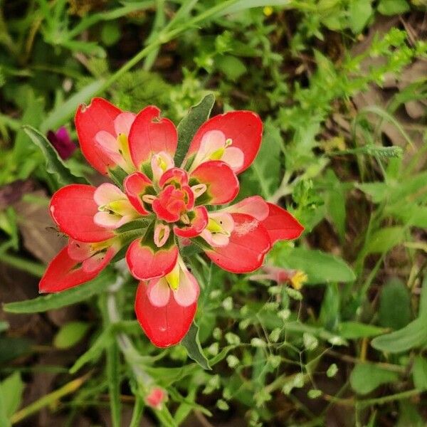 Castilleja indivisa 花