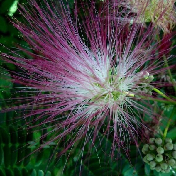 Albizia julibrissin Flor