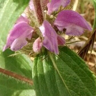 Phlomis herba-venti Flower