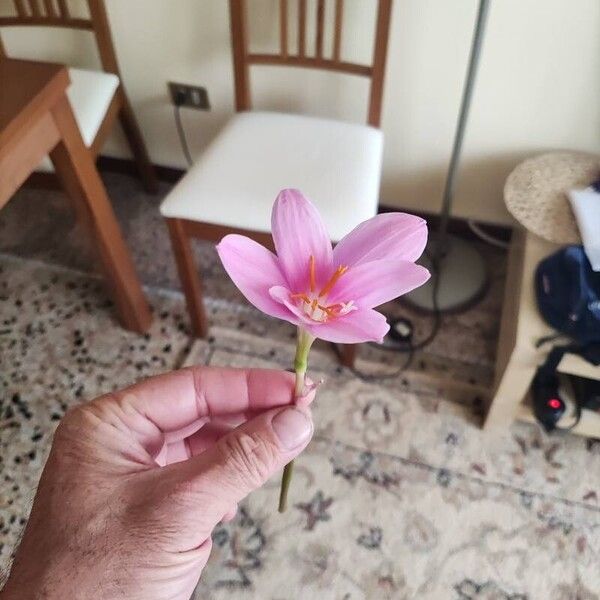 Zephyranthes robusta Flors