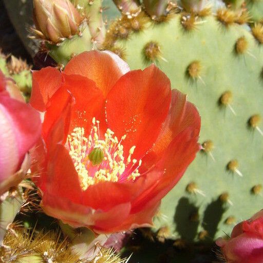 Opuntia aciculata (Chenille prickly-pear)