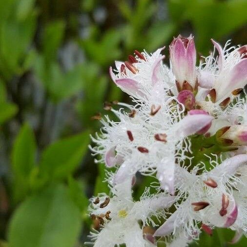 Menyanthes trifoliata Flower