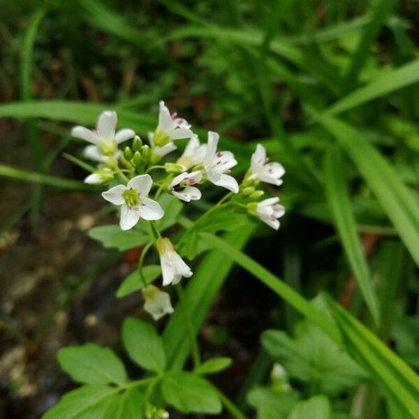 Cardamine amara 花