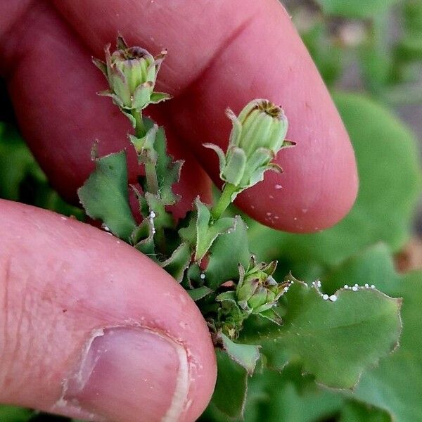 Launaea mucronata Flor