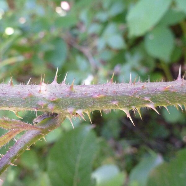 Rubus koehleri Arall