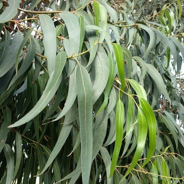 Eucalyptus globulus পাতা