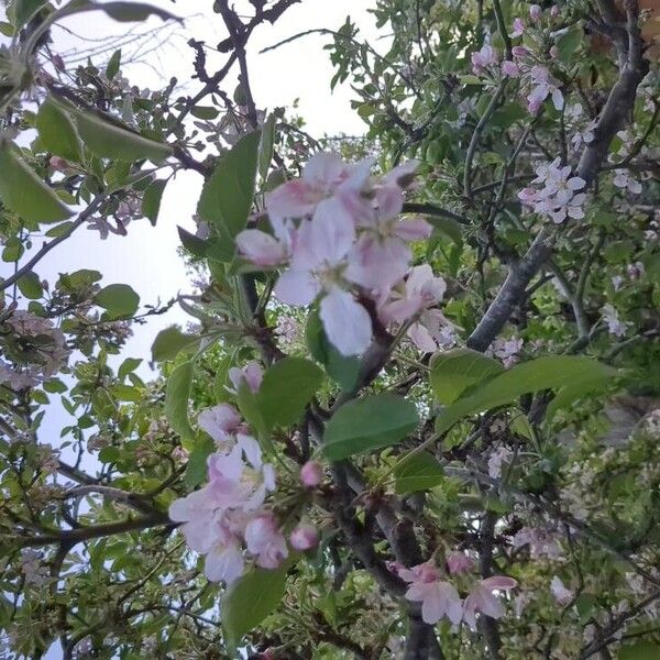 Malus sylvestris Flower