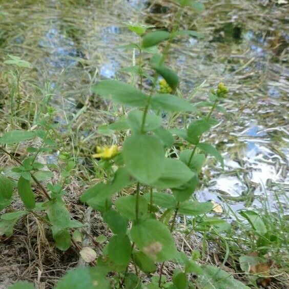 Hypericum tetrapterum Celota