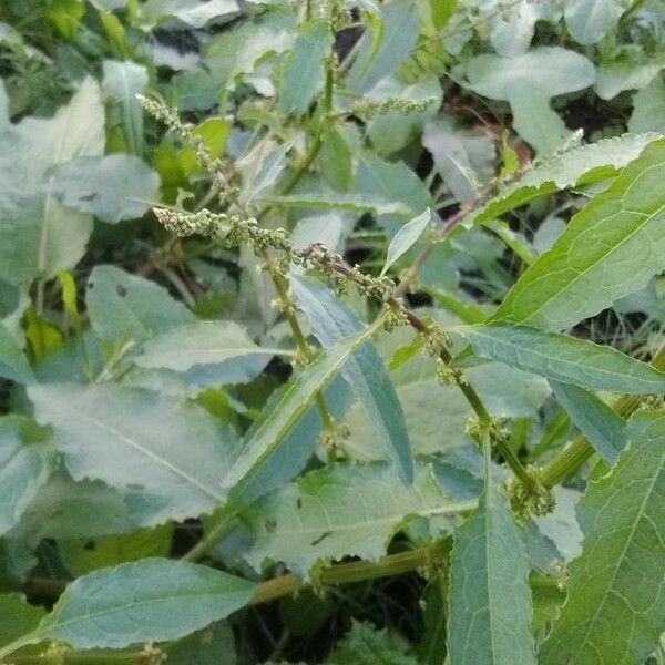 Rumex conglomeratus Floare