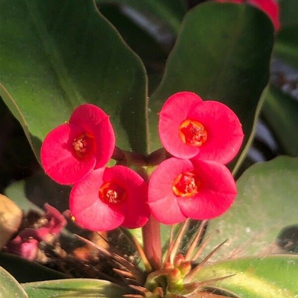 Euphorbia milii Flower