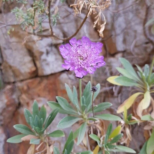 Lomelosia cretica Flower