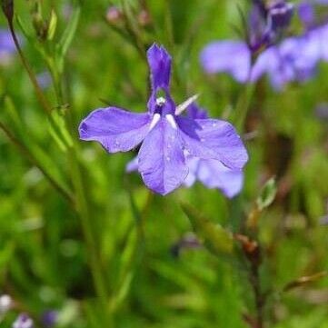 Lobelia erinus Flower