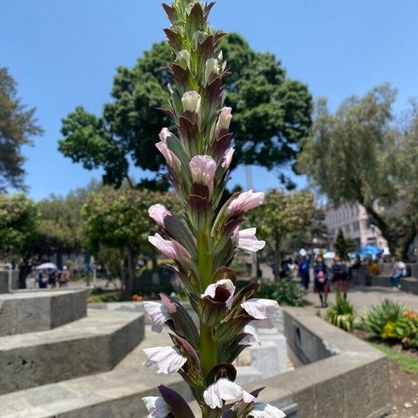 Acanthus spinosus Fleur