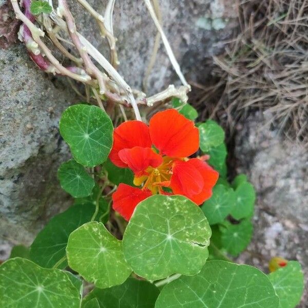 Tropaeolum majus List