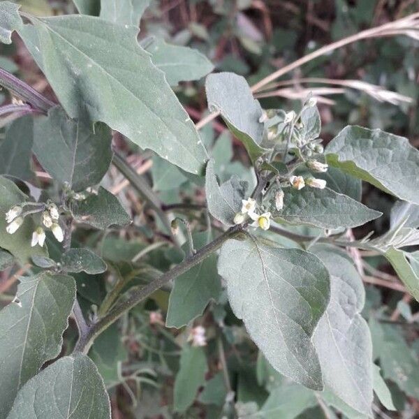 Solanum nigrum 花