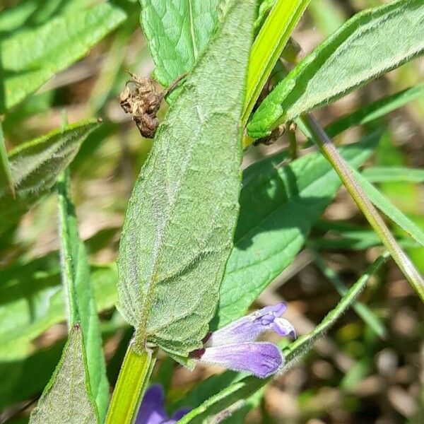 Scutellaria galericulata Lehti