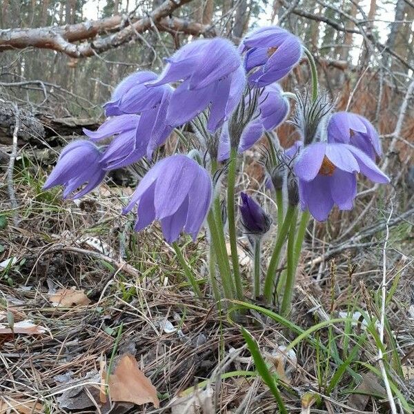 Pulsatilla patens Квітка