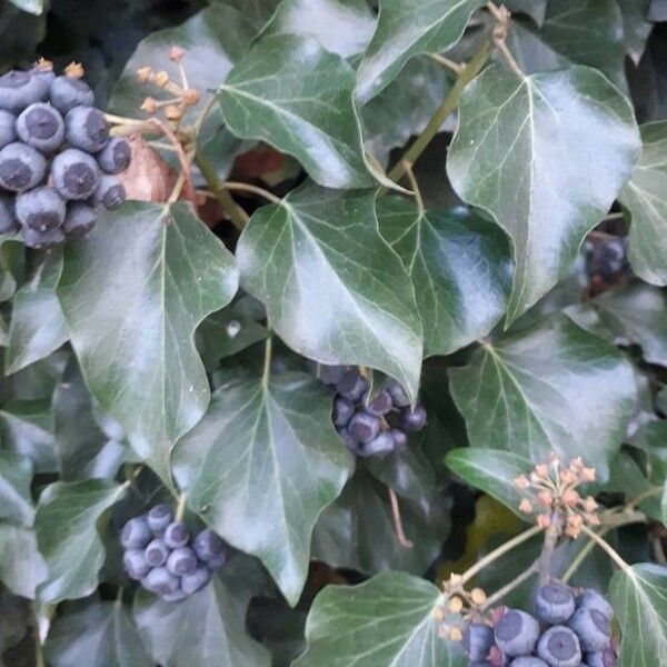 Hedera helix Blad