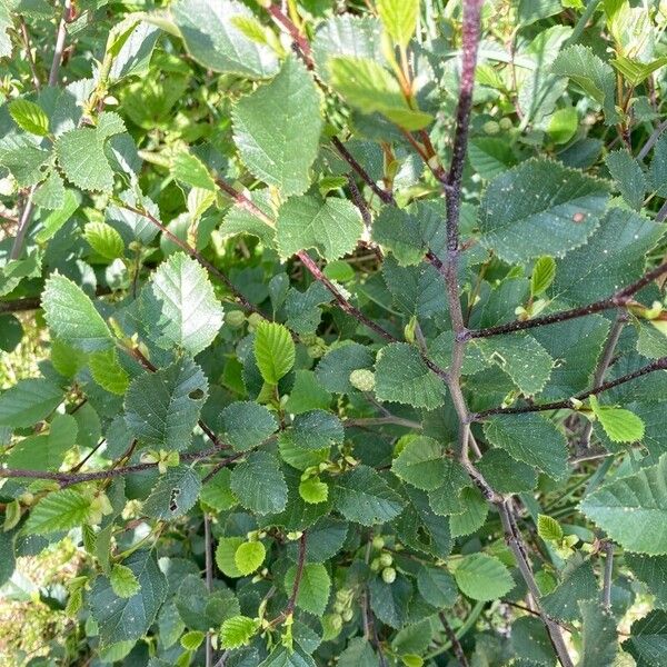 Alnus alnobetula Foglia