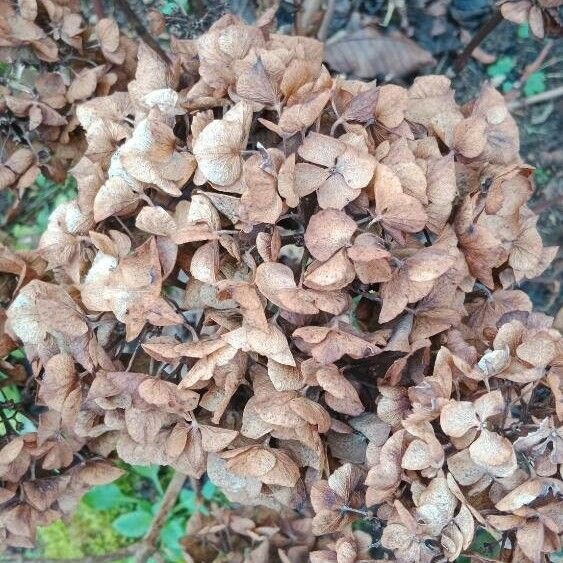 Hydrangea macrophylla Virág