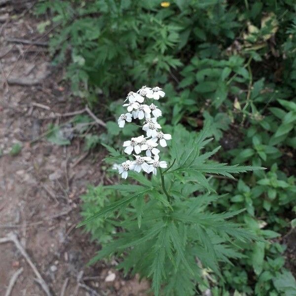 Achillea macrophylla Flor