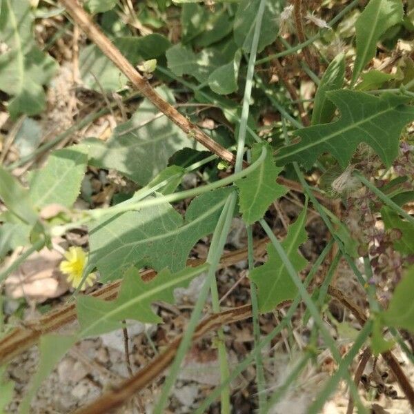 Lactuca indica Лист