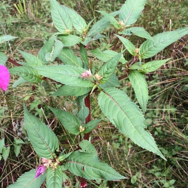 Impatiens glandulifera 葉