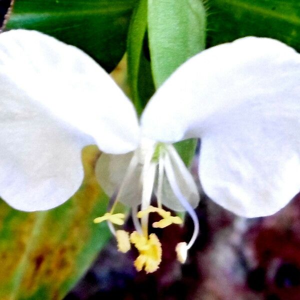 Commelina benghalensis Λουλούδι